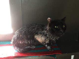 Illustration de l'article : Des bénévoles s’inquiètent pour un chat errant retrouvé couvert de peinture brillante