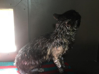 Illustration de l'article : Des bénévoles s’inquiètent pour un chat errant retrouvé couvert de peinture brillante