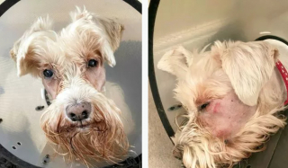 Illustration de l'article : Un chien malvoyant retrouve la vue grâce à une intervention chirurgicale innovante