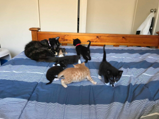 Illustration de l'article : 2 m&egrave;res chattes s&rsquo;entraident dans leur maison d&rsquo;accueil pour s&rsquo;occuper de leur prog&eacute;niture