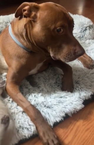 Illustration de l'article : Ce Pitbull n’est pas très enchanté à l’idée de partager son panier avec les chats de la maison ! (vidéo) 