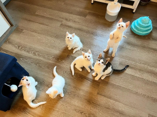 Illustration de l'article : Un chaton retrouvé dans une voiture est accepté au sein d’une portée qui lui ressemble comme 2 gouttes d’eau