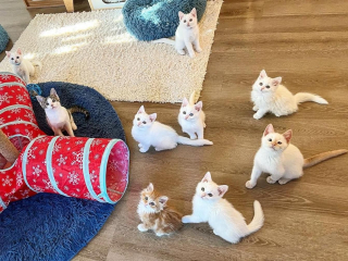 Illustration de l'article : Un chaton retrouvé dans une voiture est accepté au sein d’une portée qui lui ressemble comme 2 gouttes d’eau