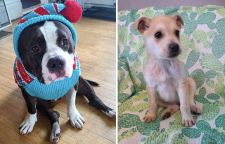 Illustration de l'article : Remi, le chien nerveux qui est devenu un grand frère attentionné pour des chiots abandonnés