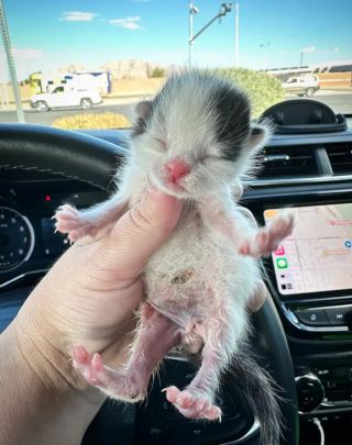 Illustration de l'article : Un couple met tout en œuvre pour sauver un chaton orphelin