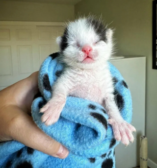 Illustration de l'article : Un couple met tout en œuvre pour sauver un chaton orphelin