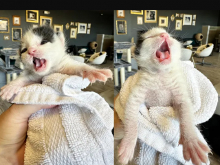 Illustration de l'article : Un couple met tout en œuvre pour sauver un chaton orphelin