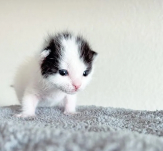 Illustration de l'article : Un couple met tout en œuvre pour sauver un chaton orphelin