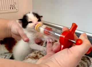 Illustration de l'article : Un couple met tout en œuvre pour sauver un chaton orphelin