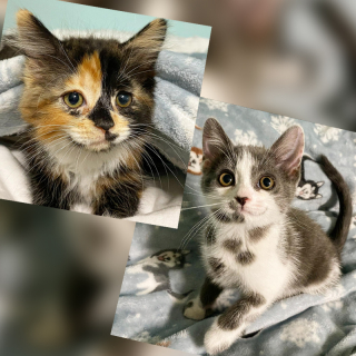 Illustration de l'article : Des yeux pour voir le monde : la lutte inspirante de deux chatons errants contre une grave infection oculaire (vidéo)