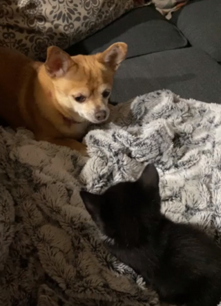 Illustration de l'article : Une femme inquiète de présenter son nouveau chaton à son Chihuahua est désormais rassurée : ils sont meilleurs amis (vidéo)