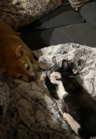 Illustration de l'article : Une femme inquiète de présenter son nouveau chaton à son Chihuahua est désormais rassurée : ils sont meilleurs amis (vidéo)