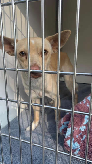 Illustration de l'article : Un chien poursuivi par les autorités depuis 15 jours attiré à l’aide d’un paquet de chips