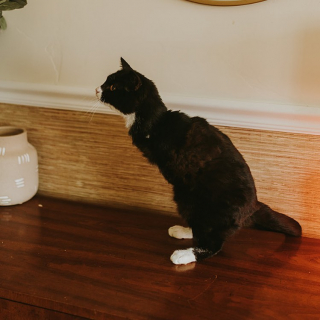 Illustration de l'article : Ce chat à 2 pattes pourrait aider de nombreux animaux handicapés à trouver un foyer