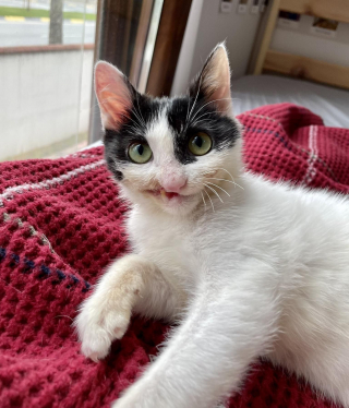 Illustration de l'article : Un chaton malade au visage déformé garde espoir d’une vie meilleure 