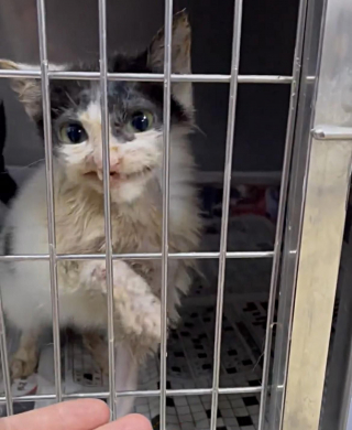 Illustration de l'article : Un chaton malade au visage déformé garde espoir d’une vie meilleure 