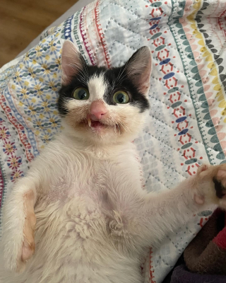 Illustration de l'article : Un chaton malade au visage déformé garde espoir d’une vie meilleure 