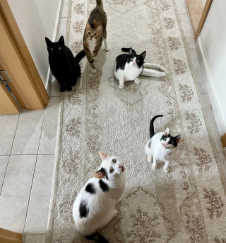 Illustration de l'article : Un chaton malade au visage déformé garde espoir d’une vie meilleure 