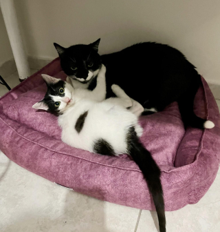 Illustration de l'article : Un chaton malade au visage déformé garde espoir d’une vie meilleure 