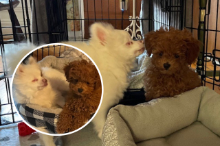 Illustration de l'article : Deux chiens de sauvetage forment désormais un duo inséparable et retrouvent ensemble le bonheur