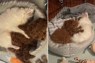 Illustration de l'article : Deux chiens de sauvetage forment désormais un duo inséparable et retrouvent ensemble le bonheur