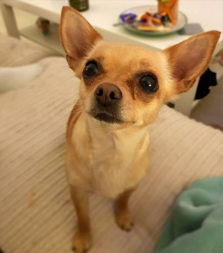 Illustration de l'article : Ce chien fait comprendre à sa maîtresse qu’elle a une tumeur aux ovaires et lui sauve ainsi la vie