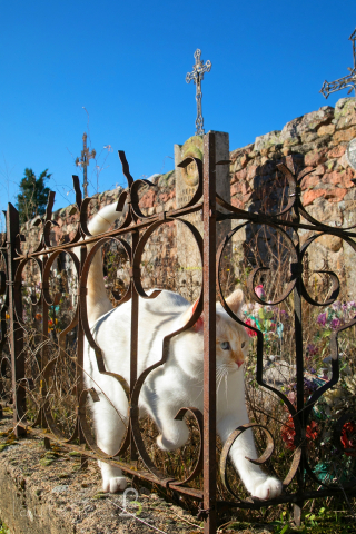 Illustration de l'article : Les félins mis à l’honneur dans le livre « Chats de campagne », destiné aux amoureux des boules de poils