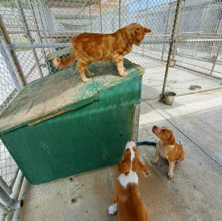 Illustration de l'article : Dans un refuge, le chat Colin teste le tempérament des nouveaux arrivants aux côtés des bénévoles