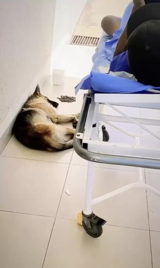 Illustration de l'article : Pour offrir du soutien à son maître malade, ce chien décide de l’accompagner jusqu’à l’hôpital
