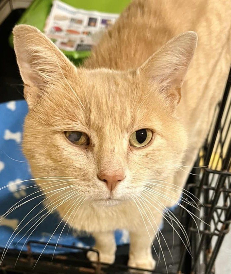 Alors qu’il ne cherchait pas à adopter un animal, cet homme a un coup ...