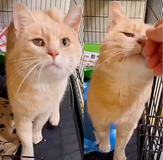 Illustration de l'article : Alors qu’il ne cherchait pas à adopter un animal, cet homme a un coup de foudre pour un chat de gouttière