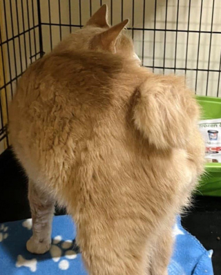 Illustration de l'article : Alors qu’il ne cherchait pas à adopter un animal, cet homme a un coup de foudre pour un chat de gouttière