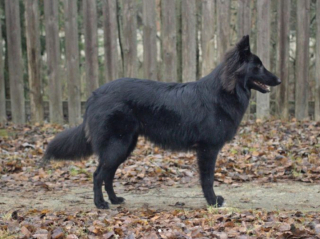 Illustration de l'article : 20 photos mettant en lumière l'élégance naturelle du Berger Belge Groenendael