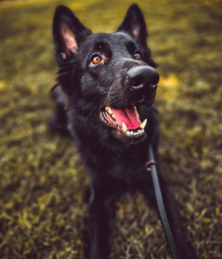 Illustration de l'article : 20 photos mettant en lumière l'élégance naturelle du Berger Belge Groenendael