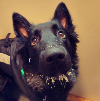 Illustration de l'article : 20 photos mettant en lumière l'élégance naturelle du Berger Belge Groenendael