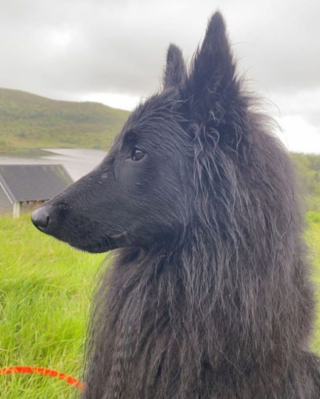 Illustration de l'article : 20 photos mettant en lumière l'élégance naturelle du Berger Belge Groenendael