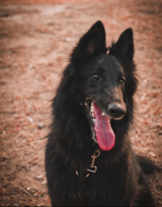 Illustration de l'article : 20 photos mettant en lumière l'élégance naturelle du Berger Belge Groenendael