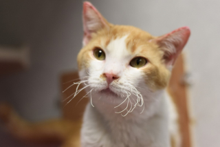 Illustration de l'article : Ce chat survivant d’un incendie compte sur le cœur dessiné sur son dos pour attendrir de potentiels adoptants (vidéo)