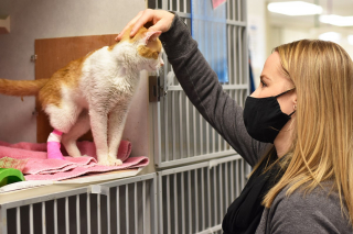 Illustration de l'article : Ce chat survivant d’un incendie compte sur le cœur dessiné sur son dos pour attendrir de potentiels adoptants (vidéo)