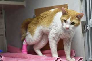 Illustration de l'article : Ce chat survivant d’un incendie compte sur le cœur dessiné sur son dos pour attendrir de potentiels adoptants (vidéo)