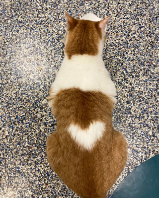 Illustration de l'article : Ce chat survivant d’un incendie compte sur le cœur dessiné sur son dos pour attendrir de potentiels adoptants (vidéo)