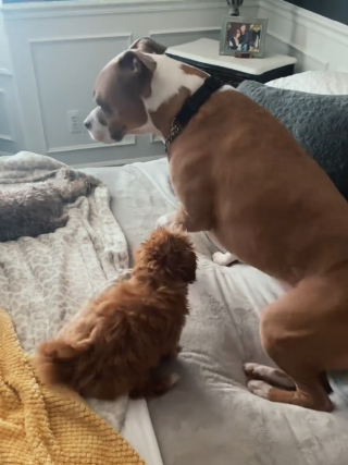 Illustration de l'article : Ce chiot se donne du mal pour convaincre son grand frère de lui donner un peu d’amour (vidéo)