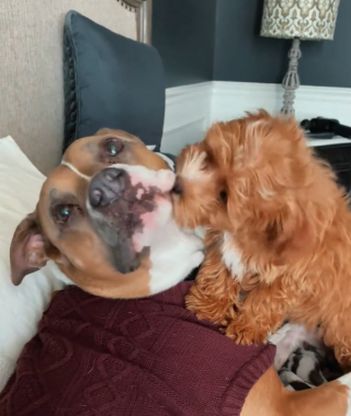 Illustration de l'article : Ce chiot se donne du mal pour convaincre son grand frère de lui donner un peu d’amour (vidéo)