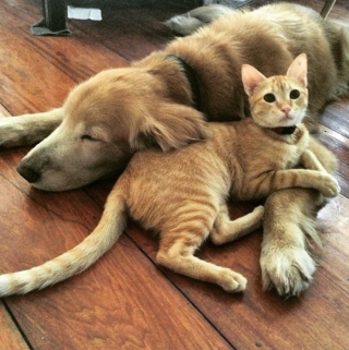 Illustration de l'article : Ce Golden Retriever s’est comporté comme un grand frère pour un minuscule chaton orphelin (vidéo)