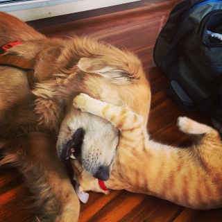 Illustration de l'article : Ce Golden Retriever s’est comporté comme un grand frère pour un minuscule chaton orphelin (vidéo)