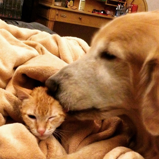 Illustration de l'article : Ce Golden Retriever s’est comporté comme un grand frère pour un minuscule chaton orphelin (vidéo)