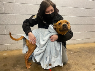 Illustration de l'article : Un chien errant, qui a trouvé refuge dans une poubelle renversée, accepte de suivre ses bienfaiteurs pour une nouvelle vie