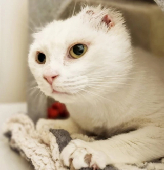 Illustration de l'article : Une chatte ayant subi une opération des oreilles se remet de son cancer et recherche une famille compréhensive