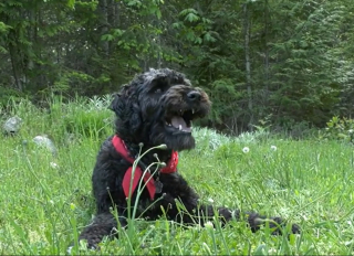 Illustration de l'article : Un couple roule accidentellement sur son chien avec sa voiture et ne retrouve sa trace qu’après 24 heures