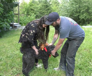 Illustration de l'article : Un couple roule accidentellement sur son chien avec sa voiture et ne retrouve sa trace qu’après 24 heures